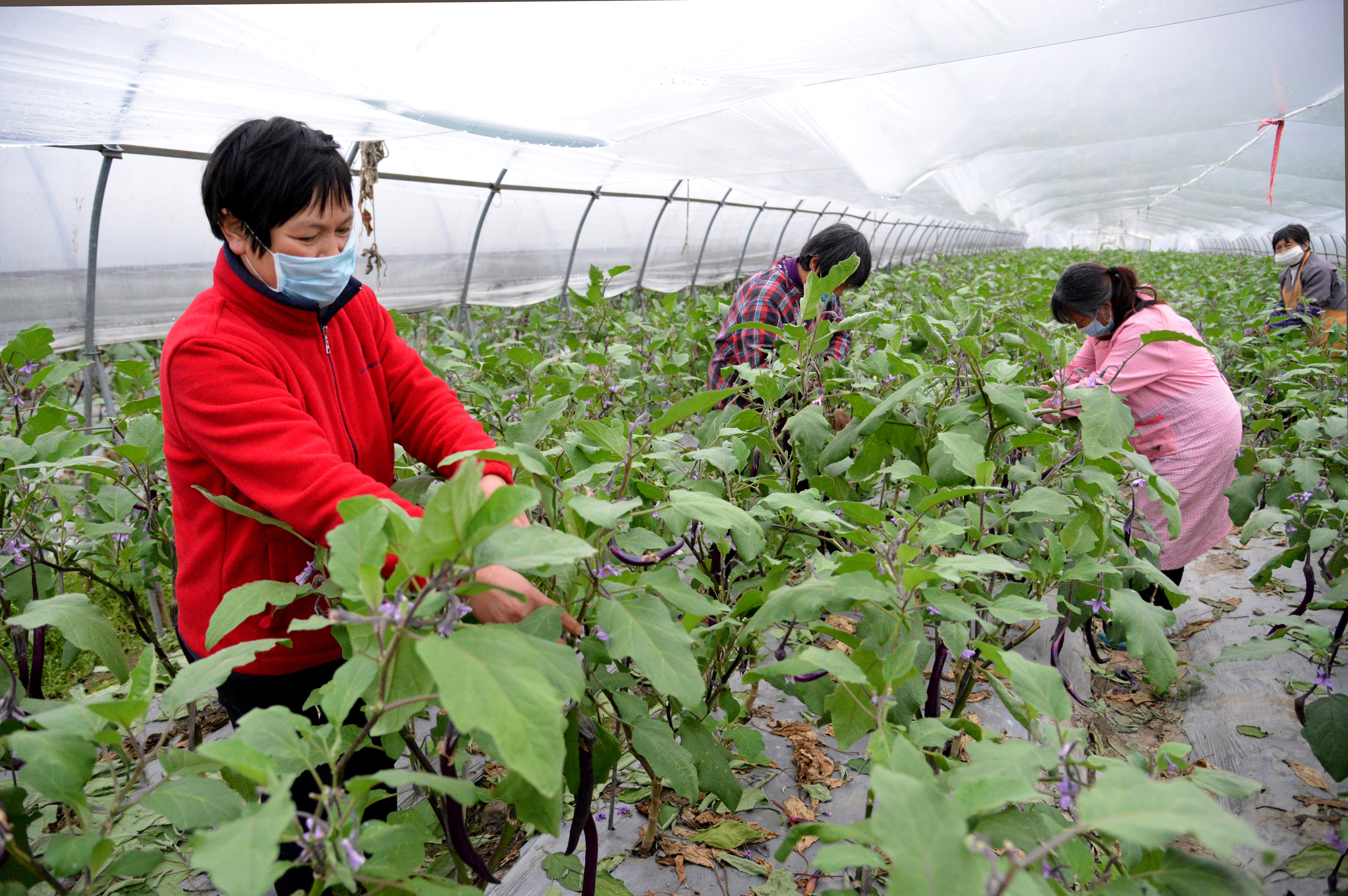 河南富硒荞子茶