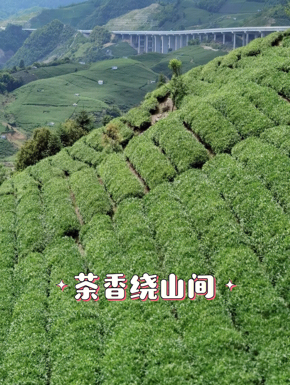 飞云山富硒贡茶