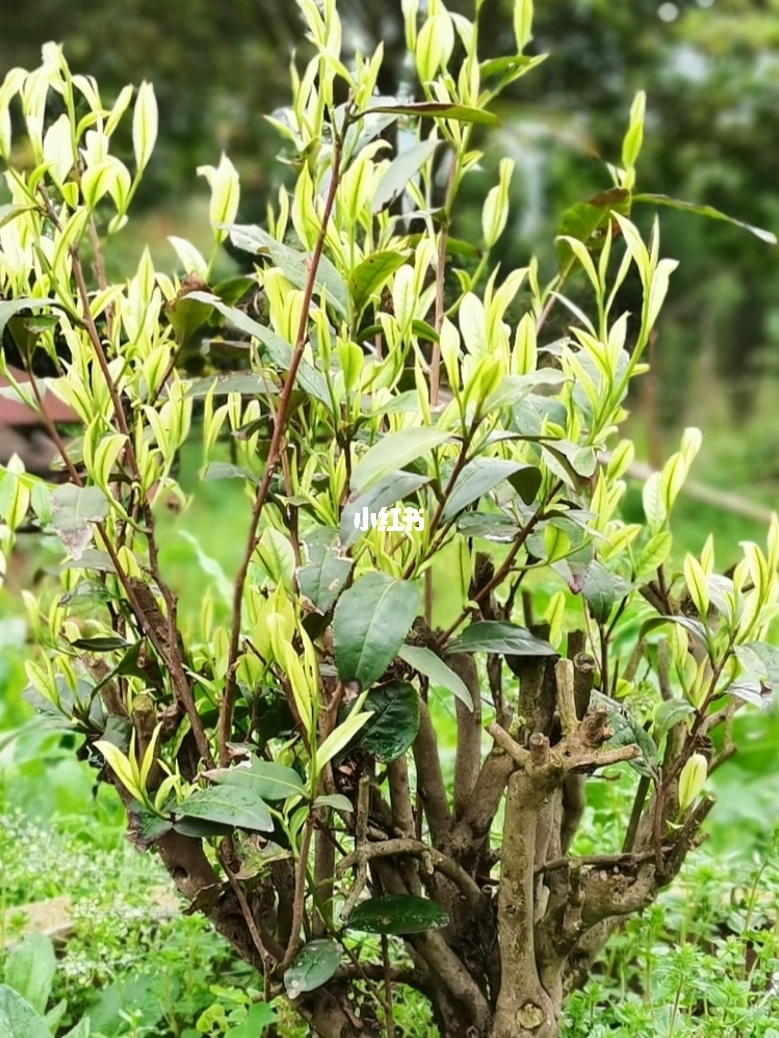 飞云山富硒贡茶