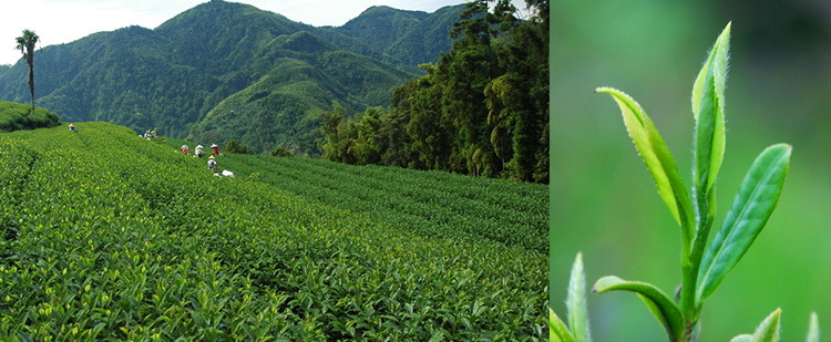 飞云山富硒贡茶