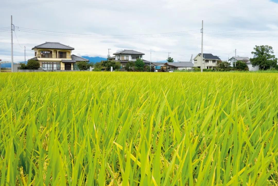 深山里富硒茶咖