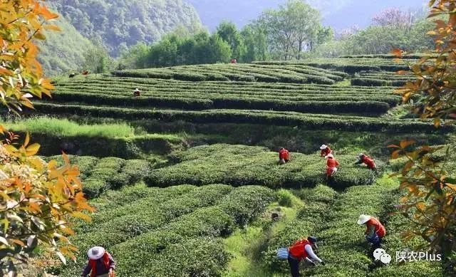 安康富硒苦荞茶