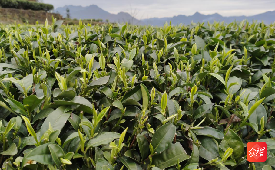 南龙富硒茶简介