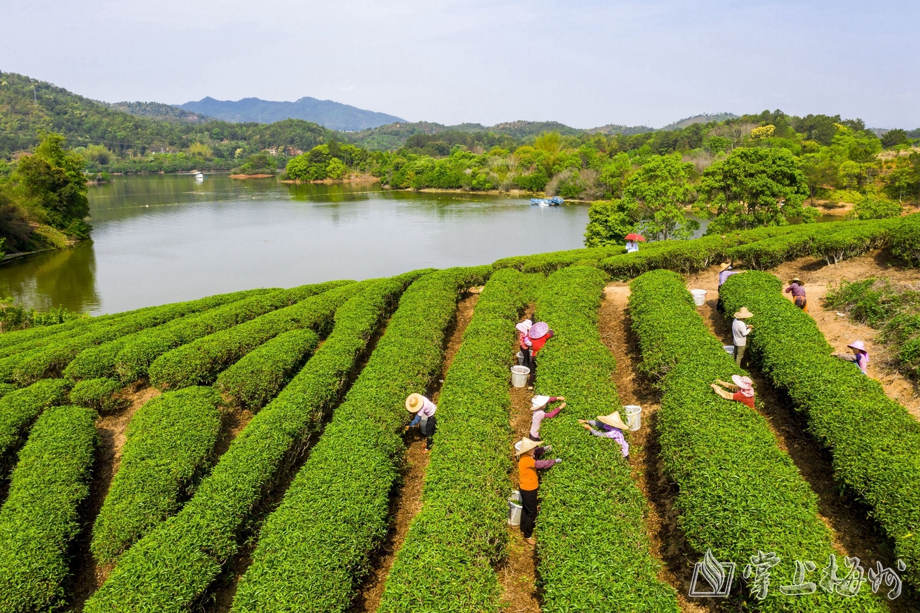 焕古富硒茶特点