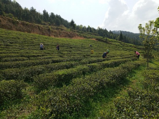 焕古富硒茶特点