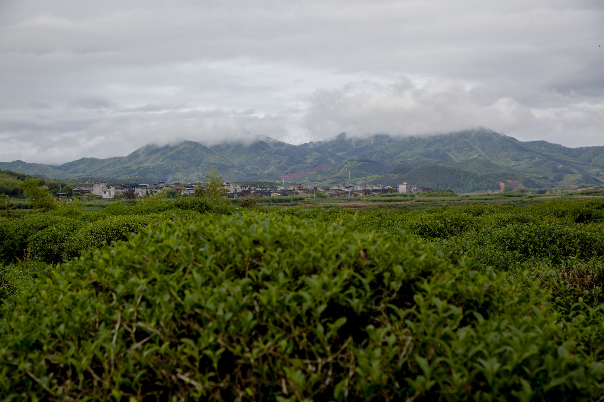 焕古富硒茶特点