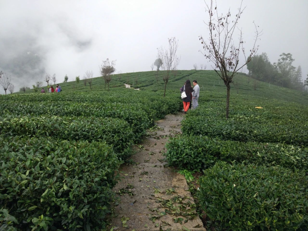 陈记向阳富硒茶