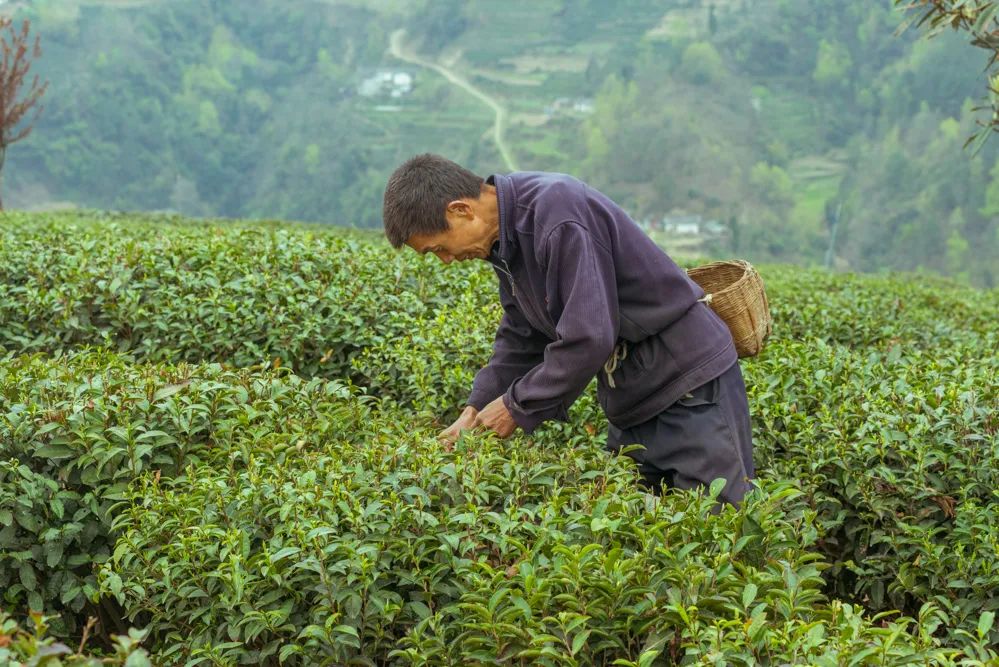 紫阳富硒茶中的