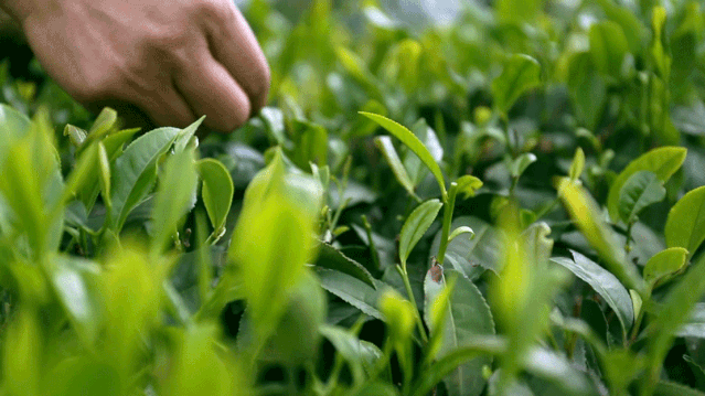 紫阳富硒茶中的