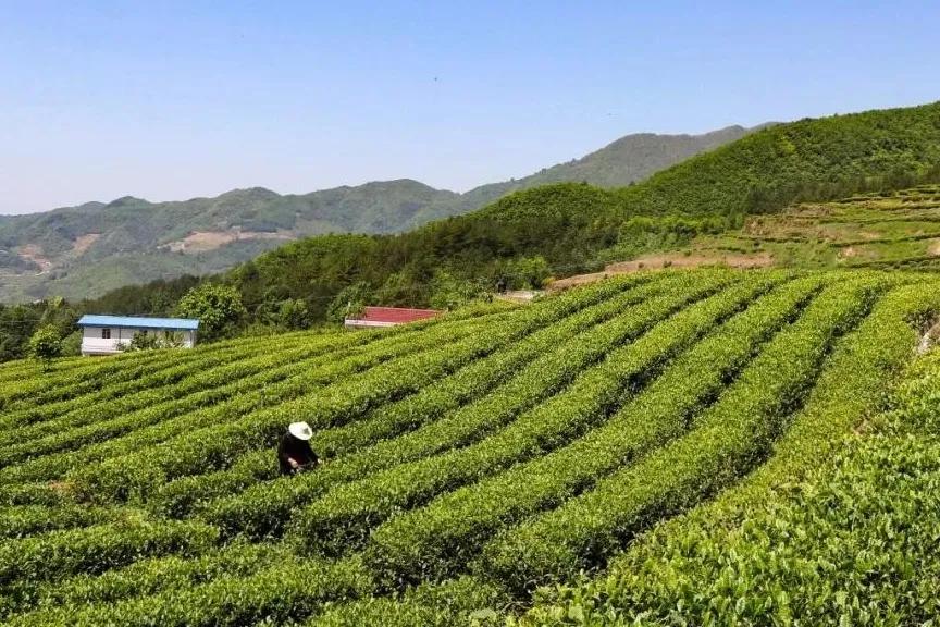 安康胡氏富硒茶