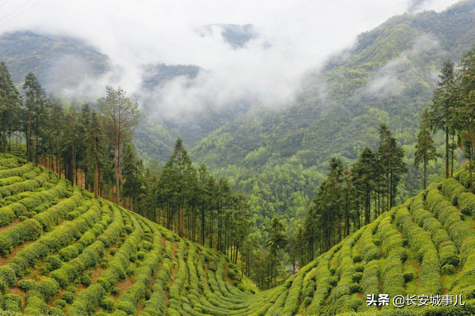 镇巴楮河富硒茶