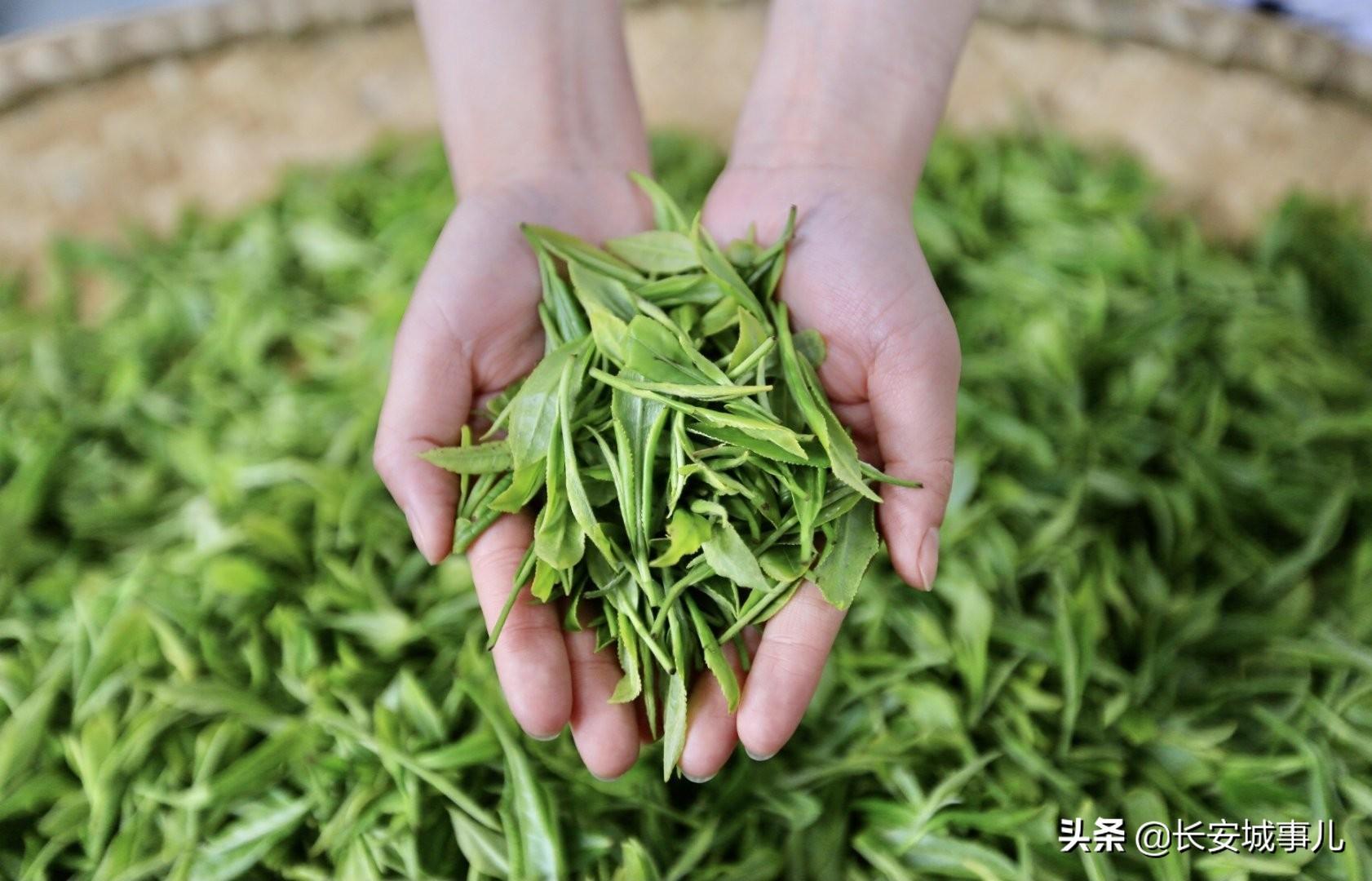 镇巴楮河富硒茶