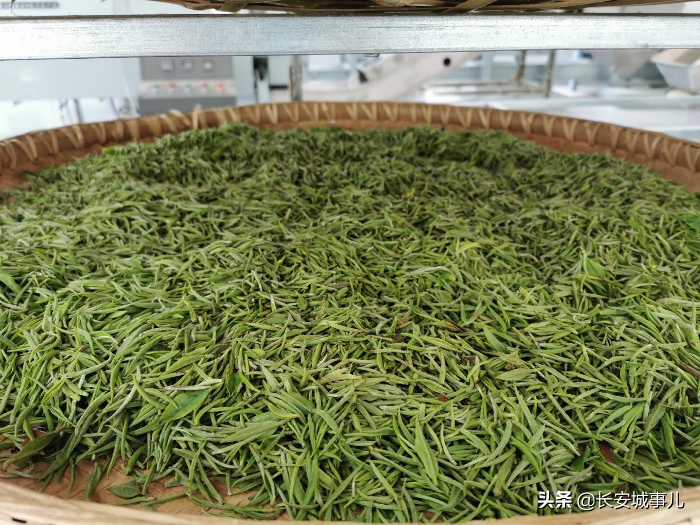 镇巴楮河富硒茶