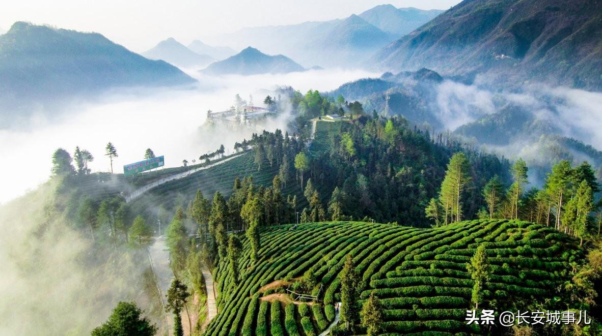镇巴楮河富硒茶