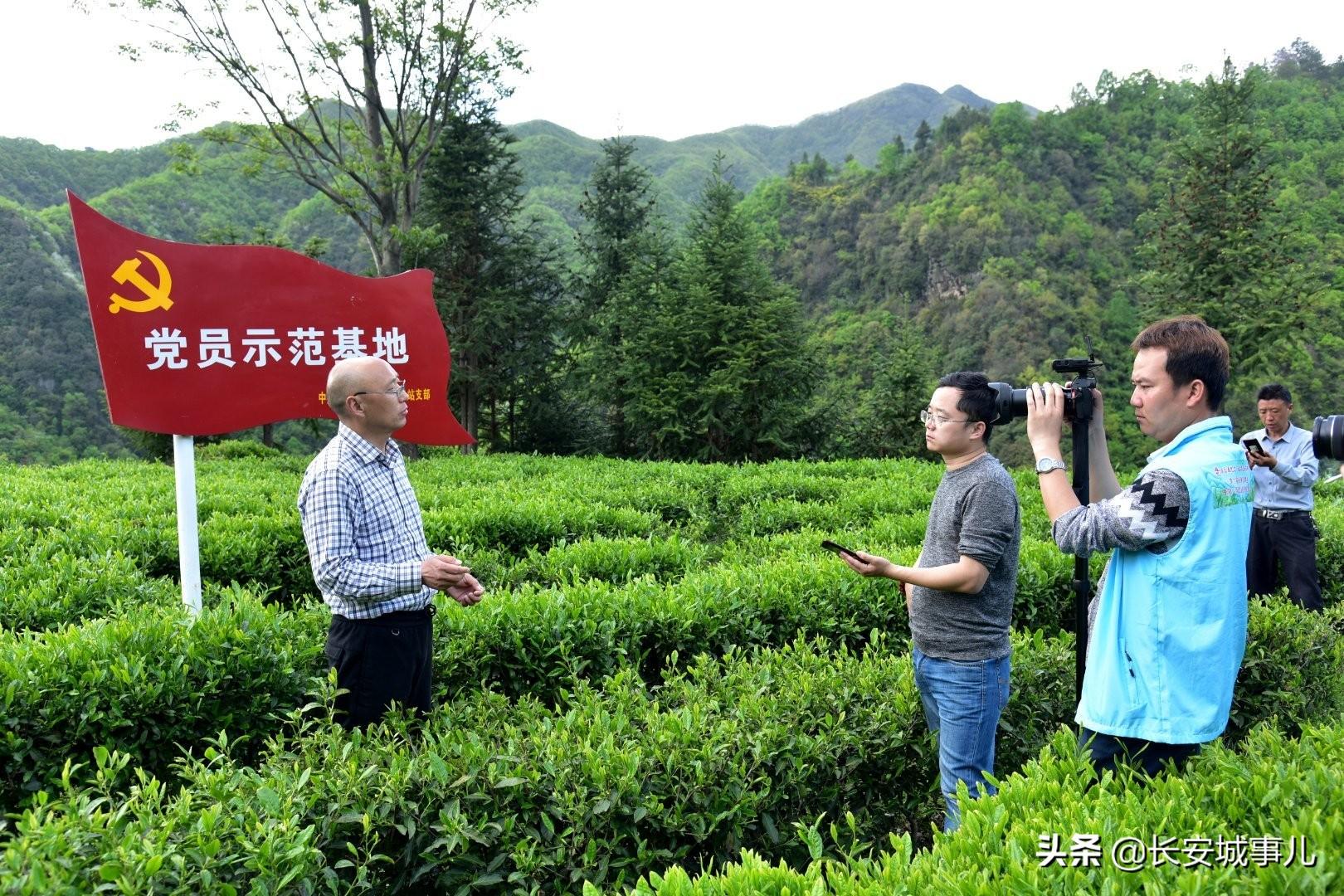 镇巴楮河富硒茶