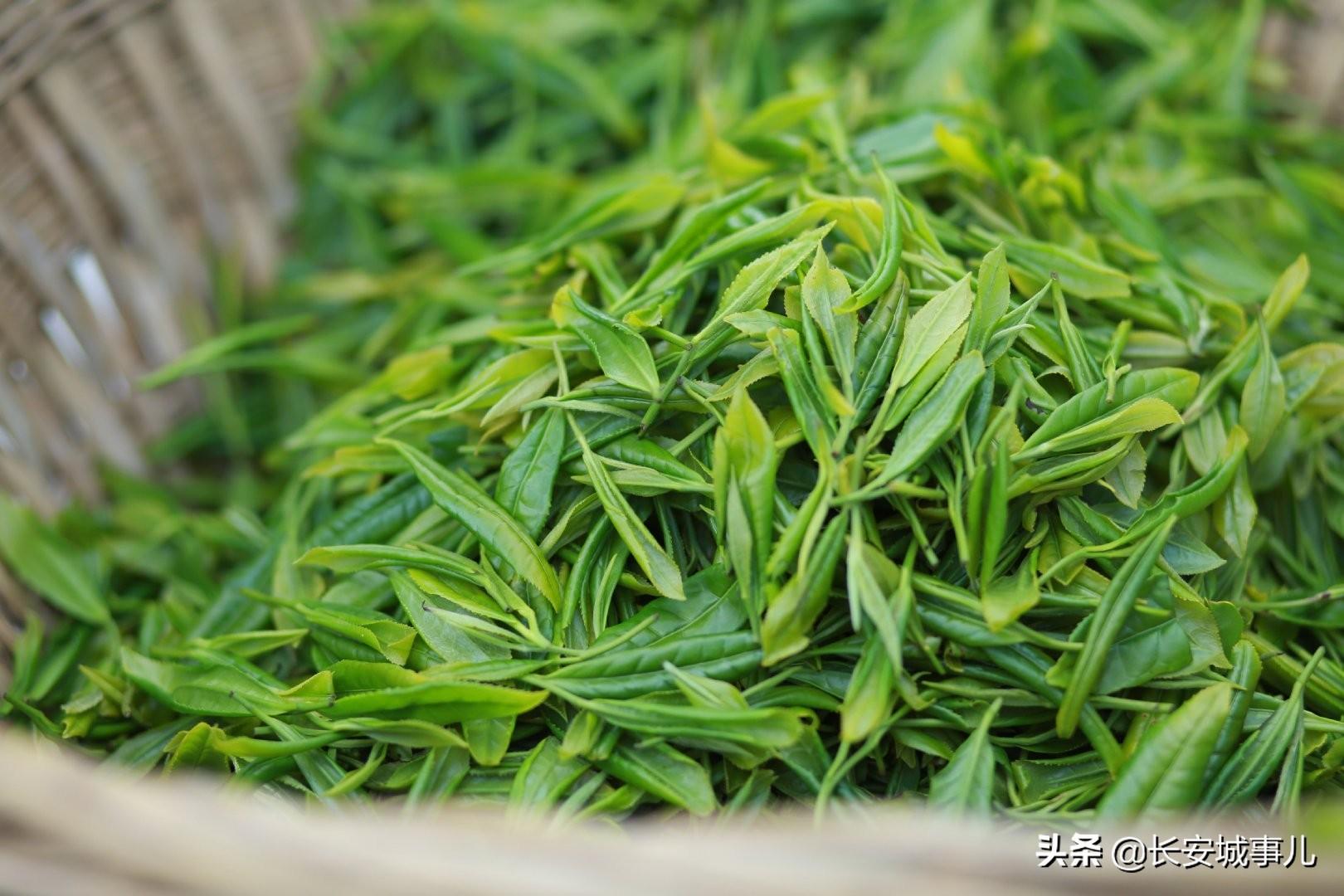 镇巴楮河富硒茶