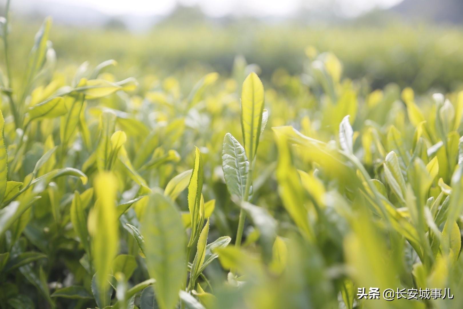 镇巴楮河富硒茶