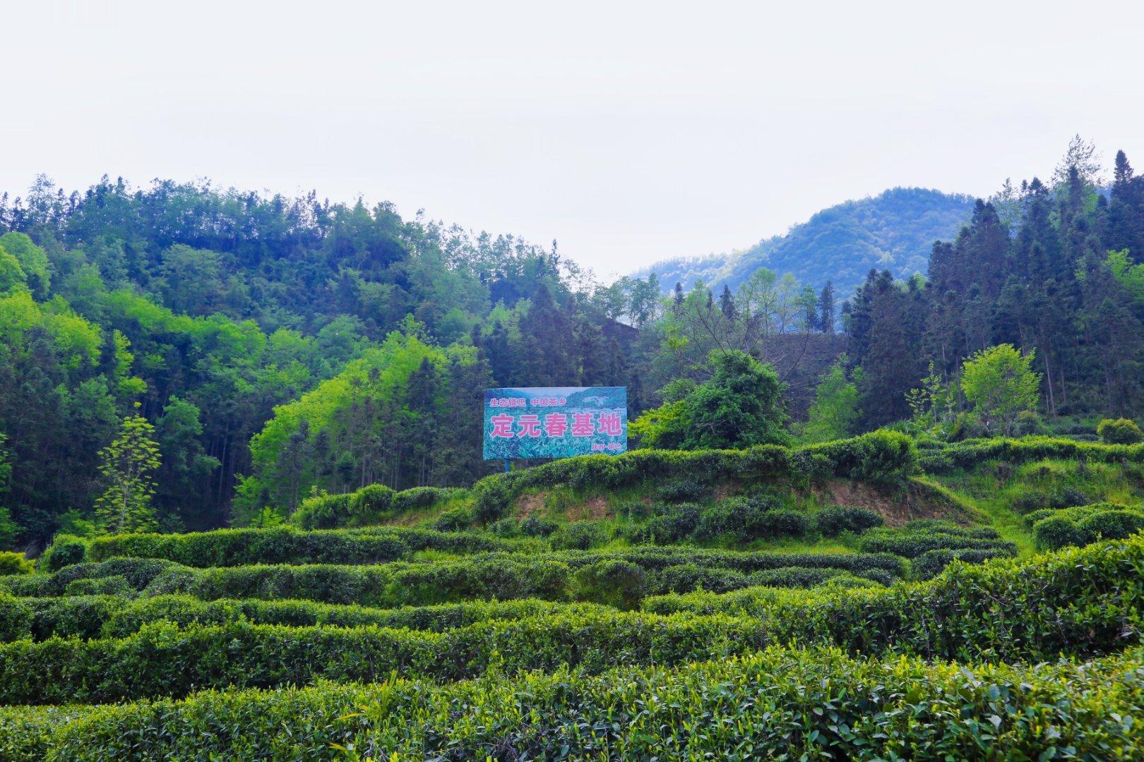 镇巴楮河富硒茶