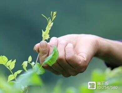 莓茶含有富硒吗