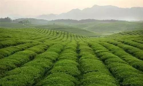 开阳高寨富硒茶