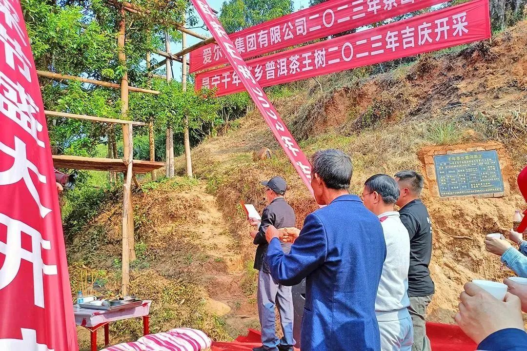 昌宁富硒普洱茶
