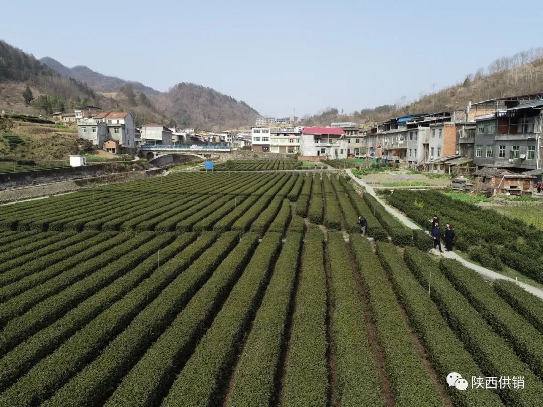 陕茶一号富硒茶