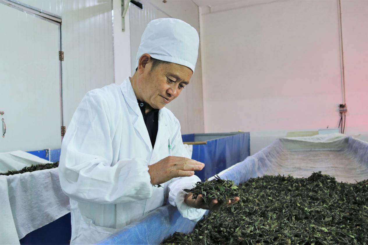 紫阳县出富硒茶