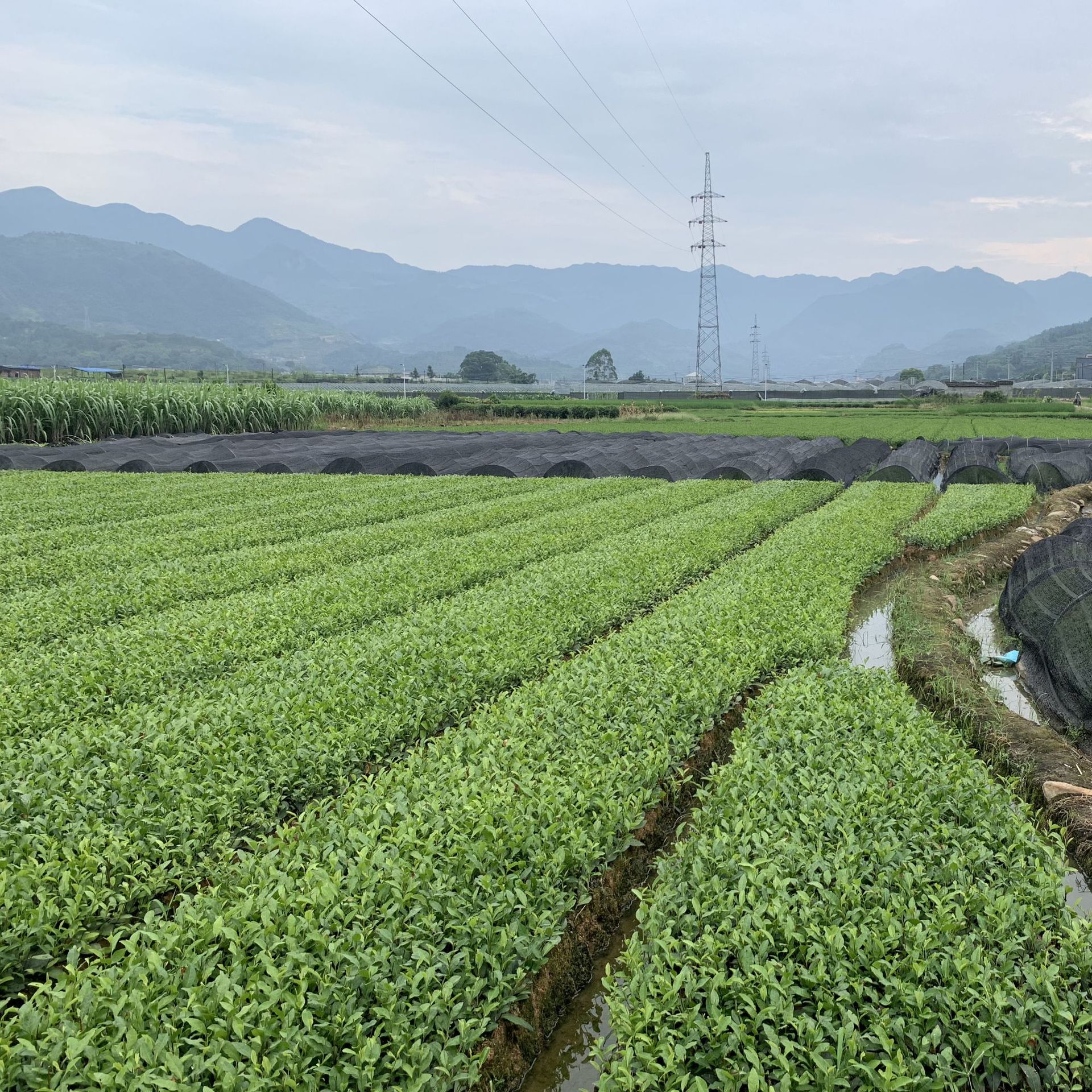 九株茶叶富硒茶