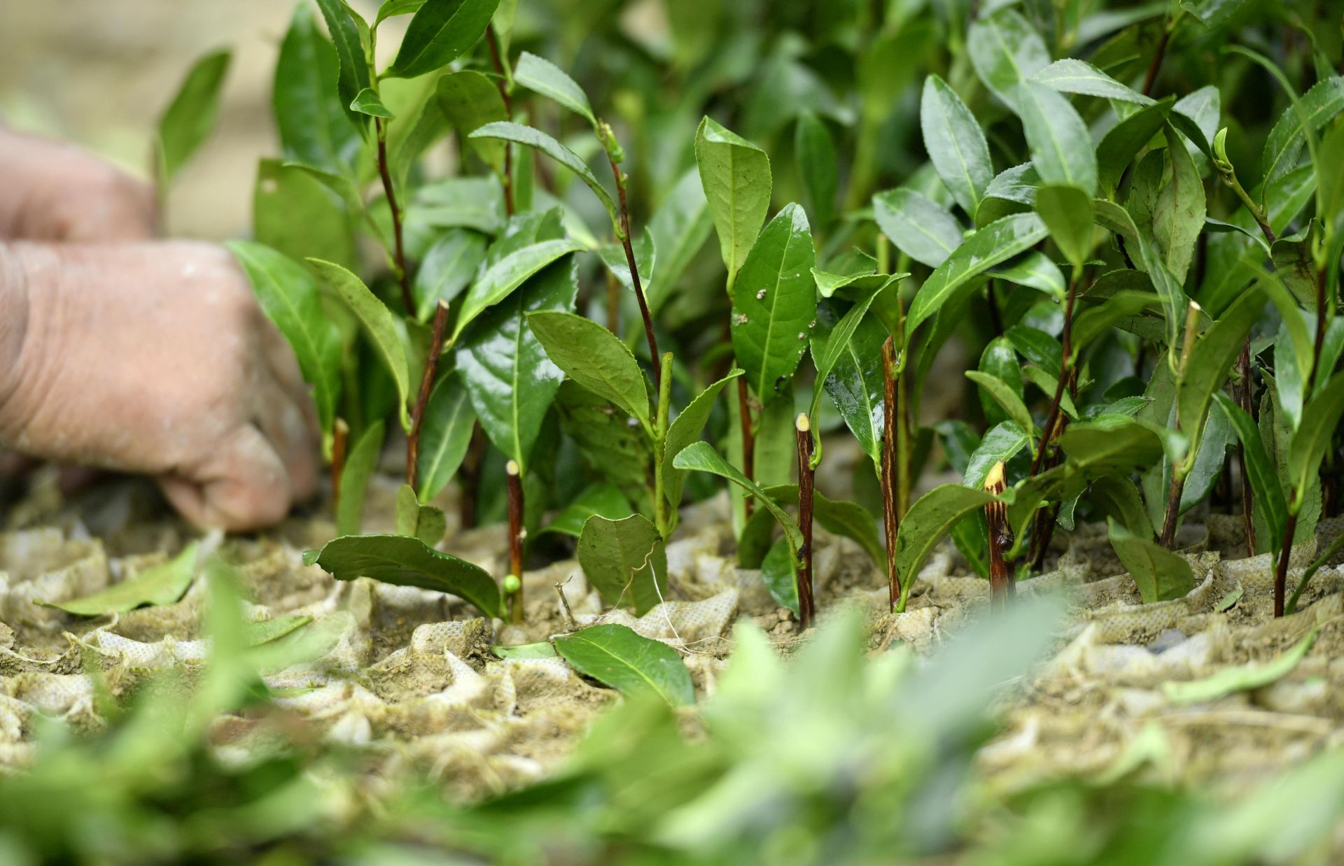 九株茶叶富硒茶
