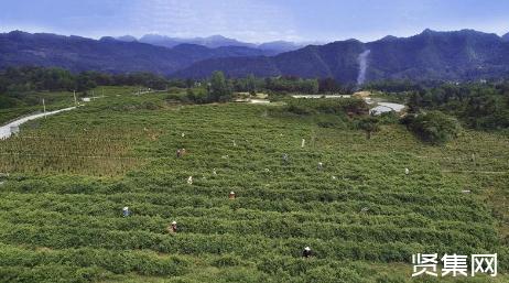 藤茶是什么茶，湖北来凤藤茶有哪些功效​