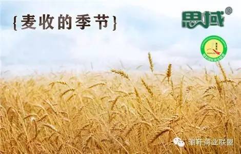 思域富硒大麦茶