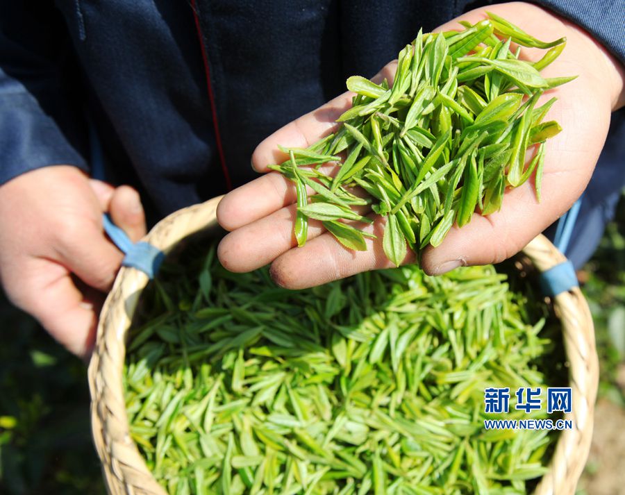 银溪富硒古树茶