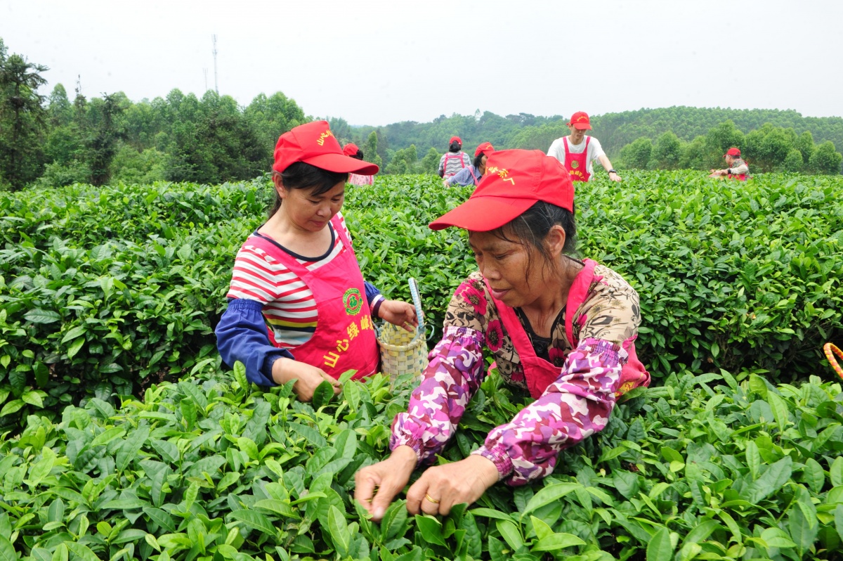 银溪富硒古树茶