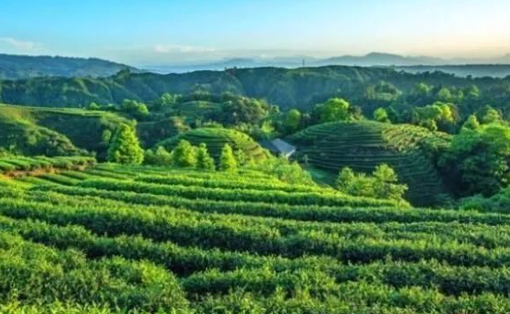 富硒茶市场，富硒茶多少钱一斤