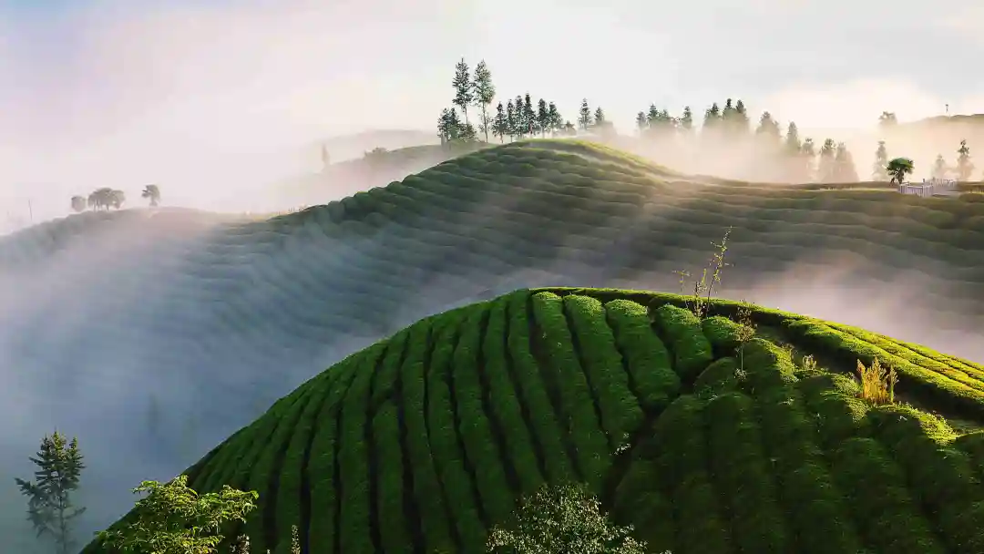 仙寅山富硒野茶