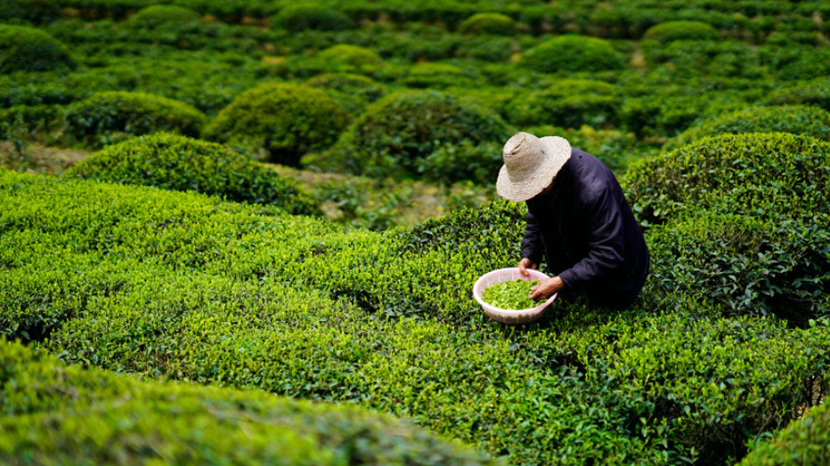 仙寅山富硒野茶