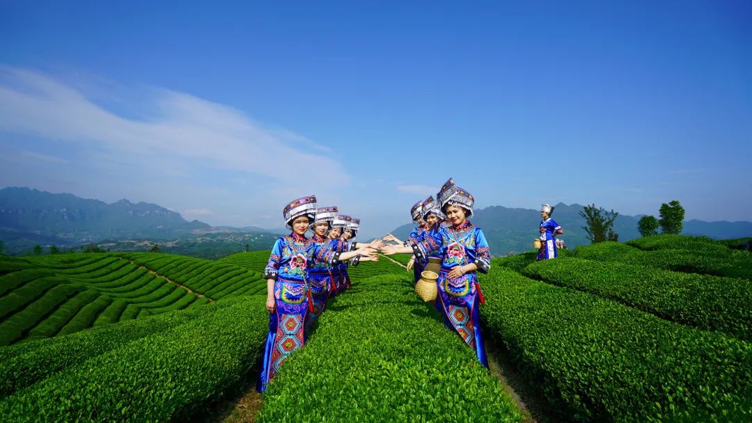 仙寅山富硒野茶