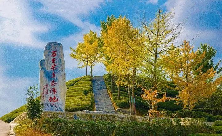 仙寅山富硒野茶