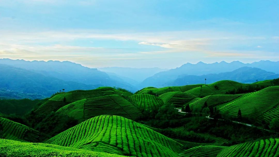 仙寅山富硒野茶