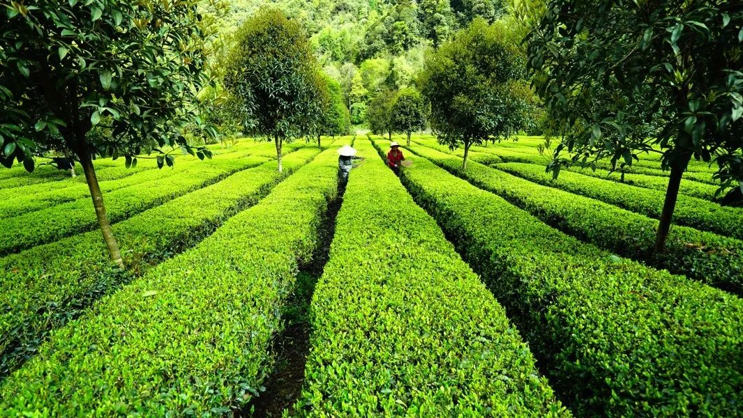 仙寅山富硒野茶