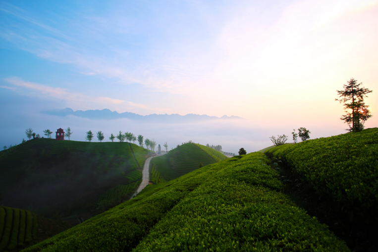 仙寅山富硒野茶