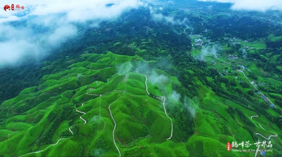 仙寅山富硒野茶