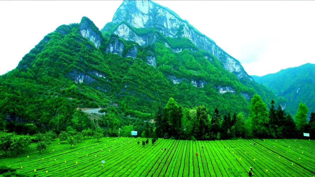 仙寅山富硒野茶