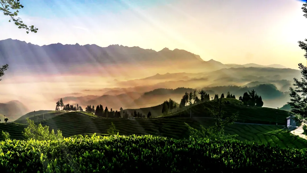 仙寅山富硒野茶