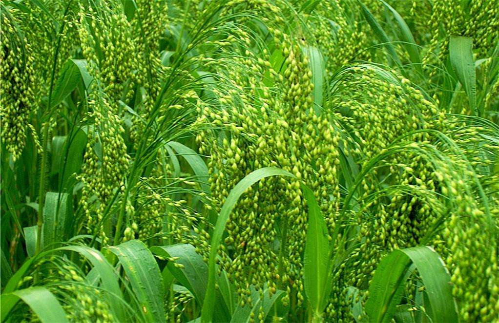 富硒乌麦苦荞茶