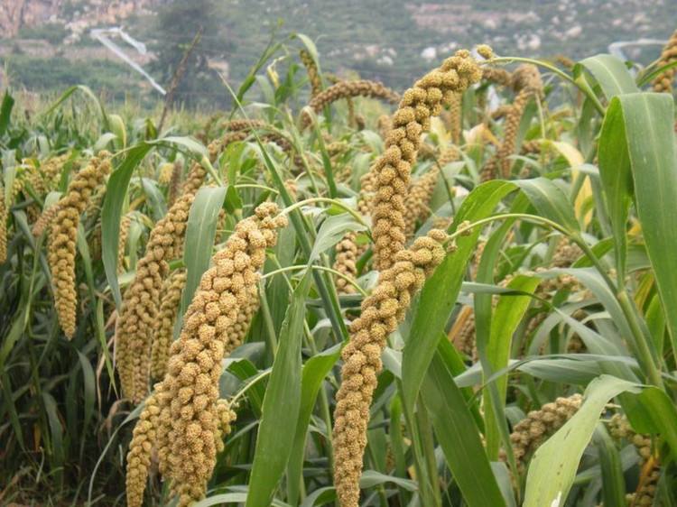 富硒乌麦苦荞茶