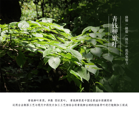 喝富硒青钱柳茶