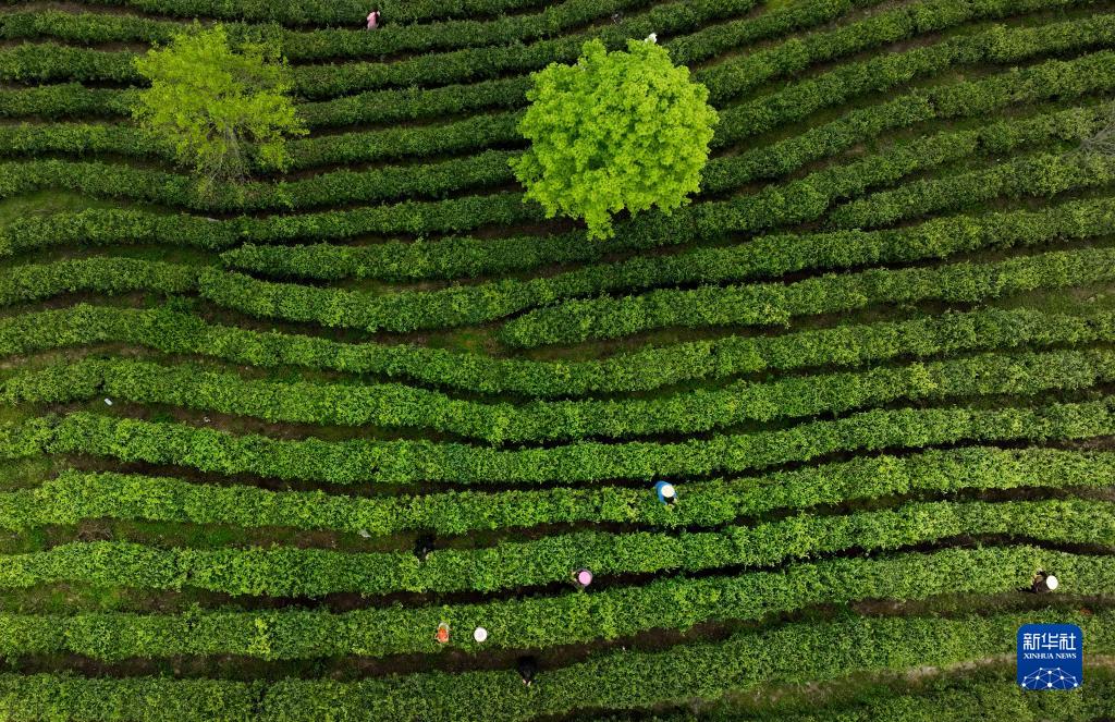 平利县富硒堂茶