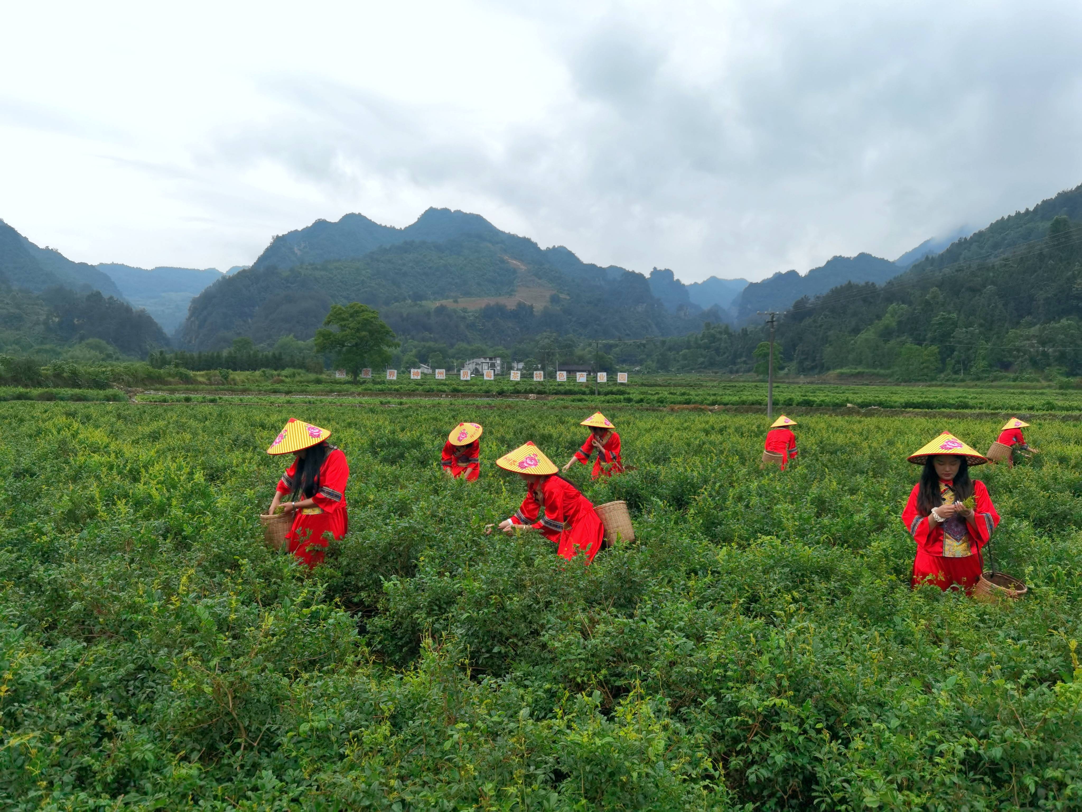 楚家台富硒莓茶