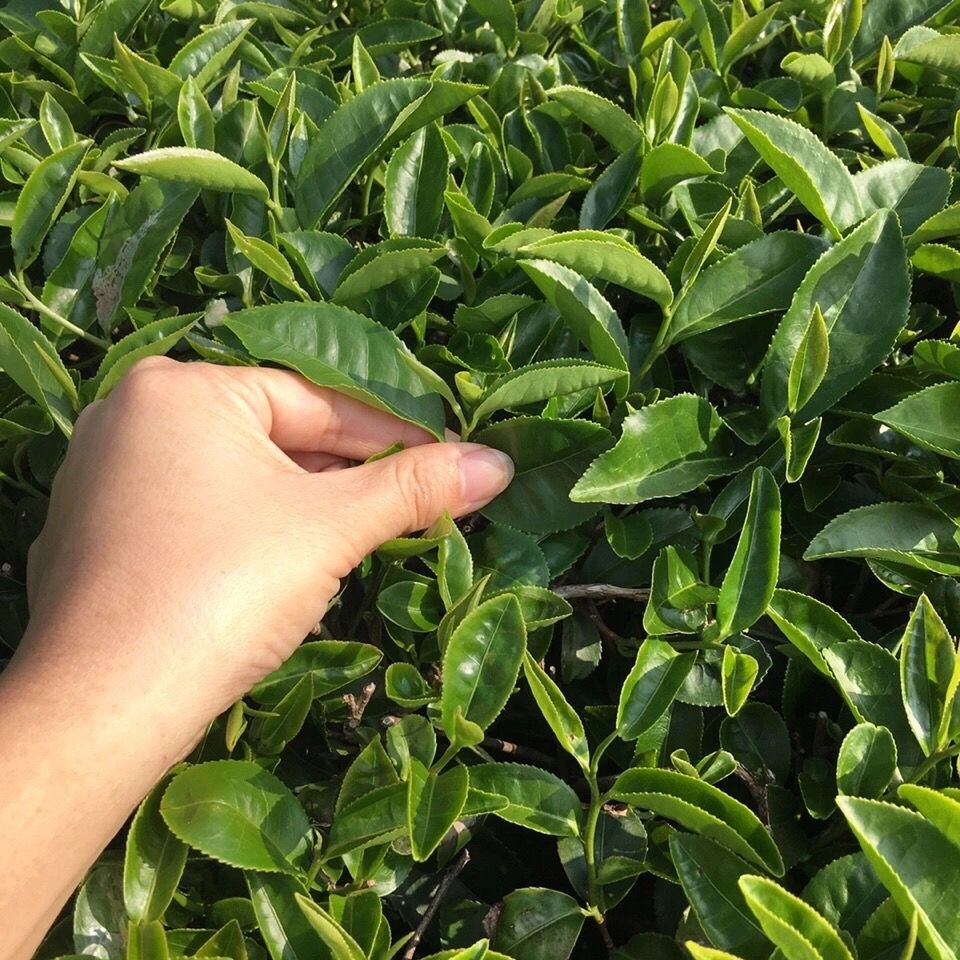 台湾富硒八仙茶